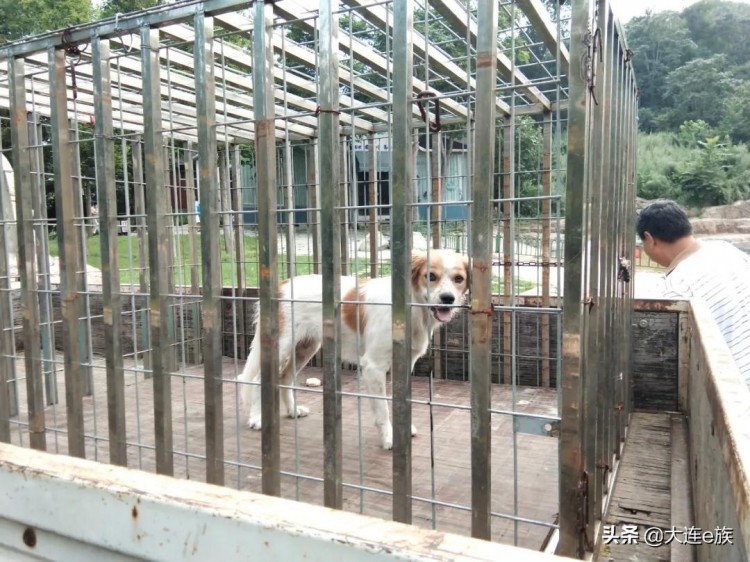 清理捕捉流浪犬！给它一个更好的家