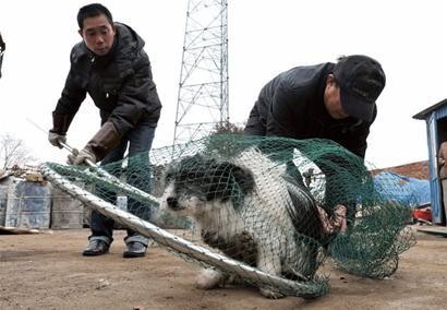 不瞒你说家养的狗一旦被抛弃根本活不下去