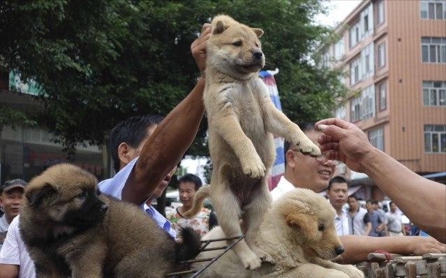 养公狗好还是母狗好亲身经历告诉你区别挺大的