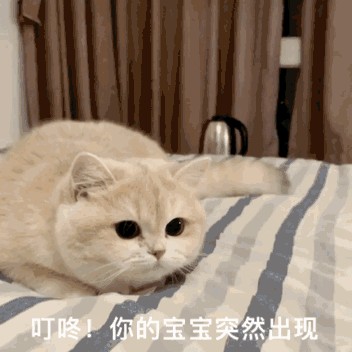 猫咪扒拉你不是无理取闹其实是想告诉你这些事！