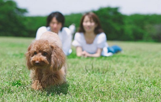 带你重新认识“国民宠物狗”——泰迪犬