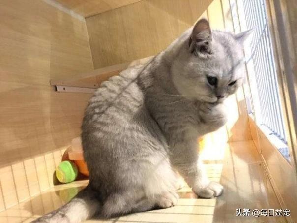 猫咪长期关在笼子里的7大坏处