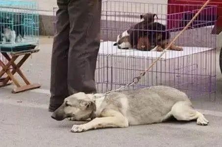 三年爱犬被主人卖给狗贩子离别一幕狗狗的挣扎举动让人心酸