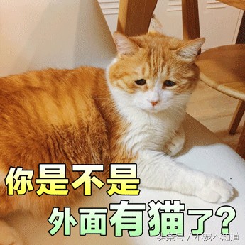 有图有真像猫星人丁丁有倒刺