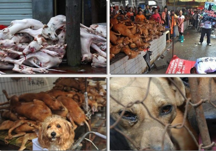 6月21日玉林“狗肉节”，是否该被杜绝？